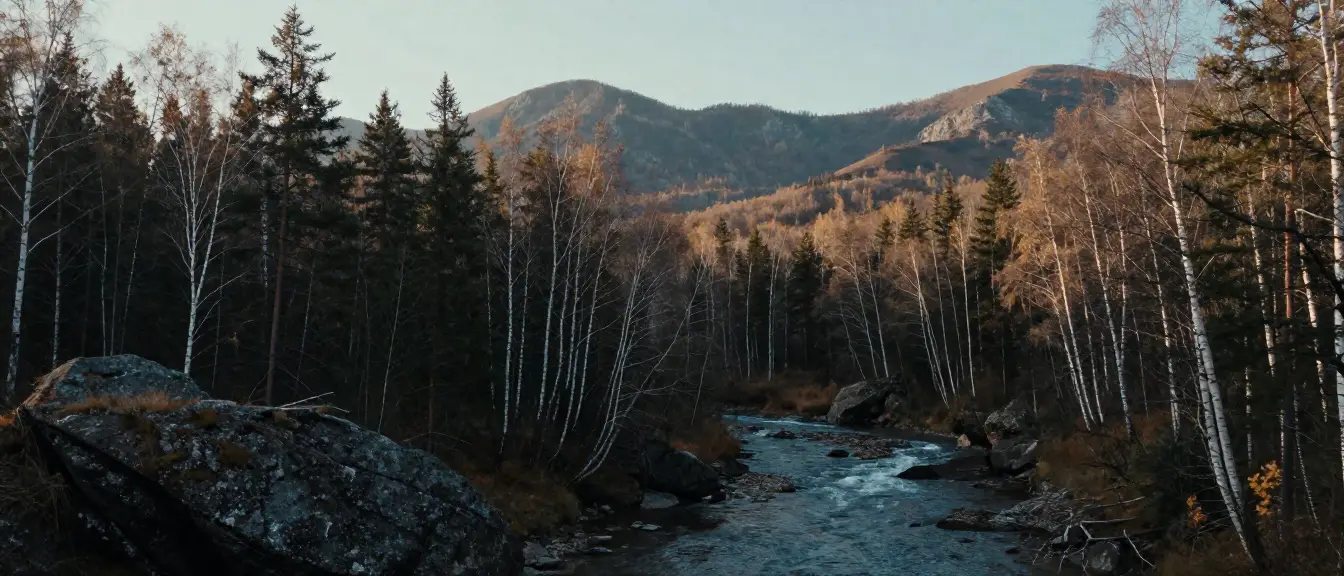 Birch and pine forest along a mountain stream in autumn